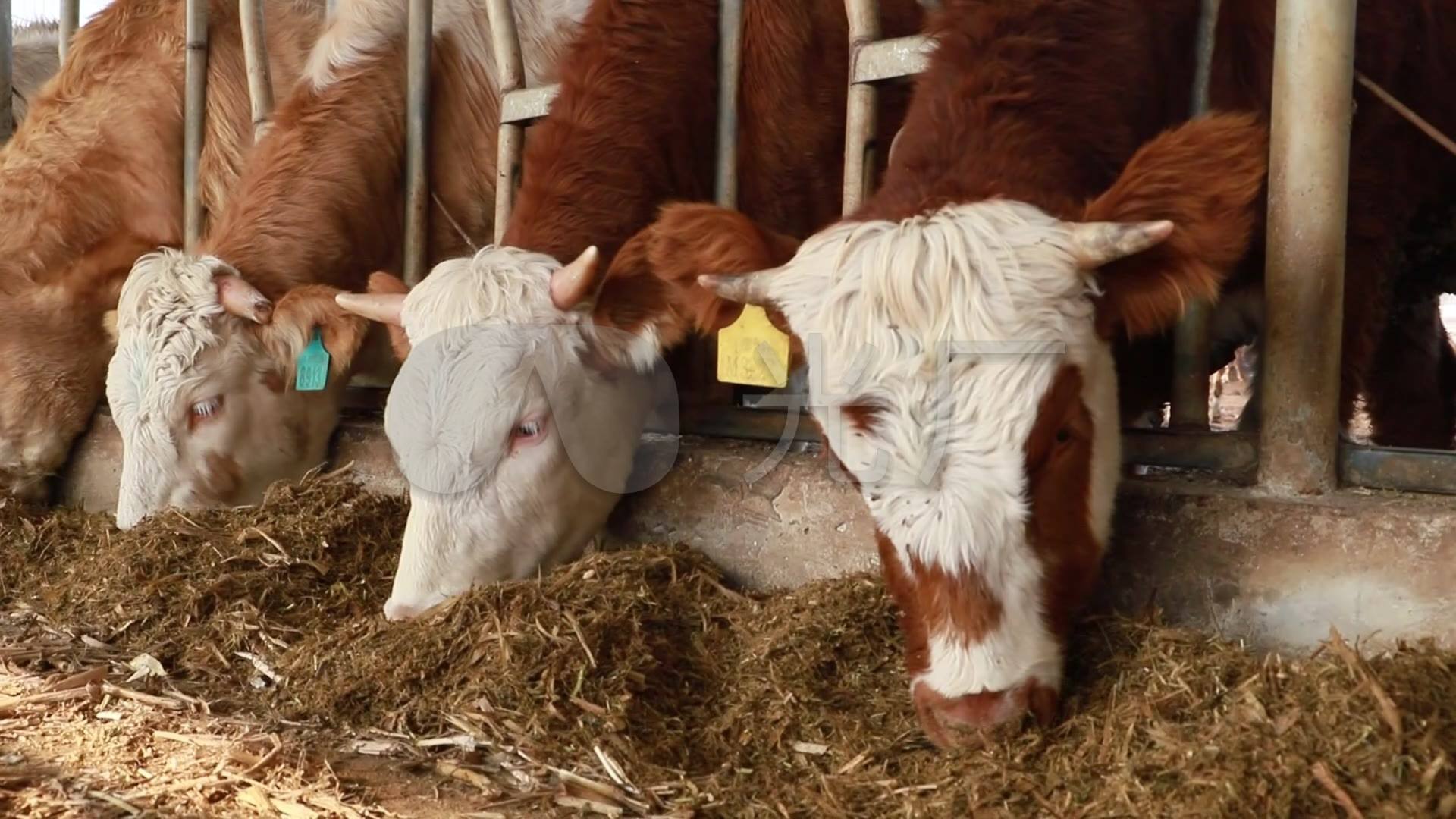 養(yǎng)牛場(chǎng)污水處理方法及處理效果-概述-1 養(yǎng)牛場(chǎng)污水處理方法及處理效果-概述-1