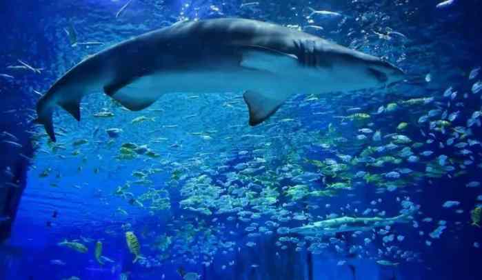 海洋館養(yǎng)殖廢水處理方案-1 海洋館養(yǎng)殖廢水處理方案-1