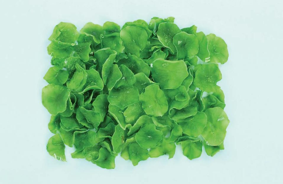 有機(jī)蔬菜脫水廢水處理設(shè)備|食品污水處理設(shè)備 有機(jī)蔬菜脫水廢水處理設(shè)備|食品污水處理設(shè)備