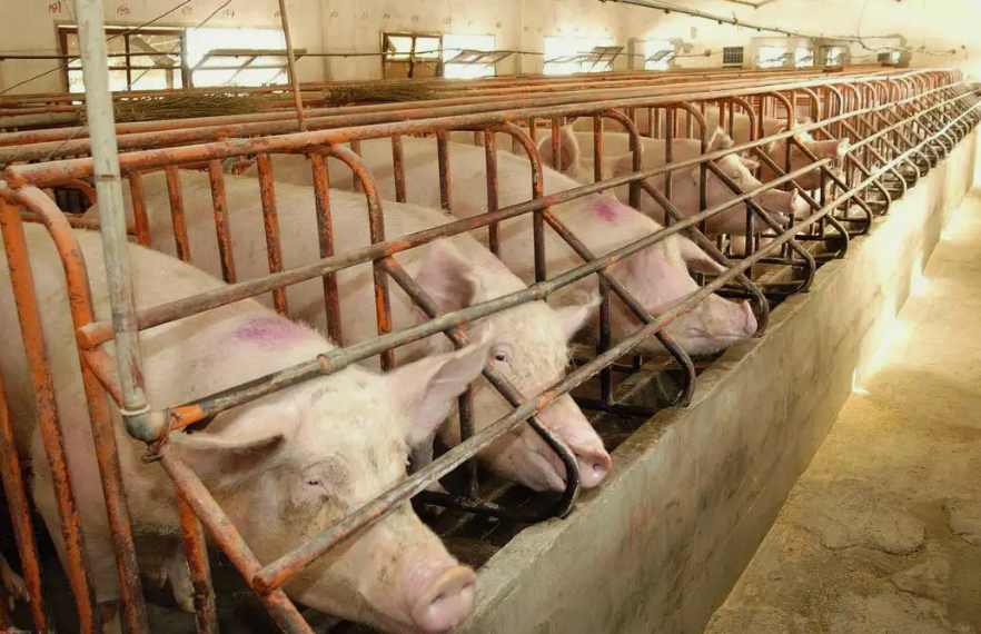 養(yǎng)豬場污水處理設備一套要多少錢?（養(yǎng)豬場污水處理設備污水處理）